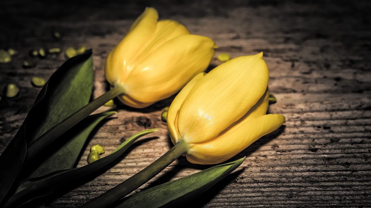 0723flowers-703977_1280