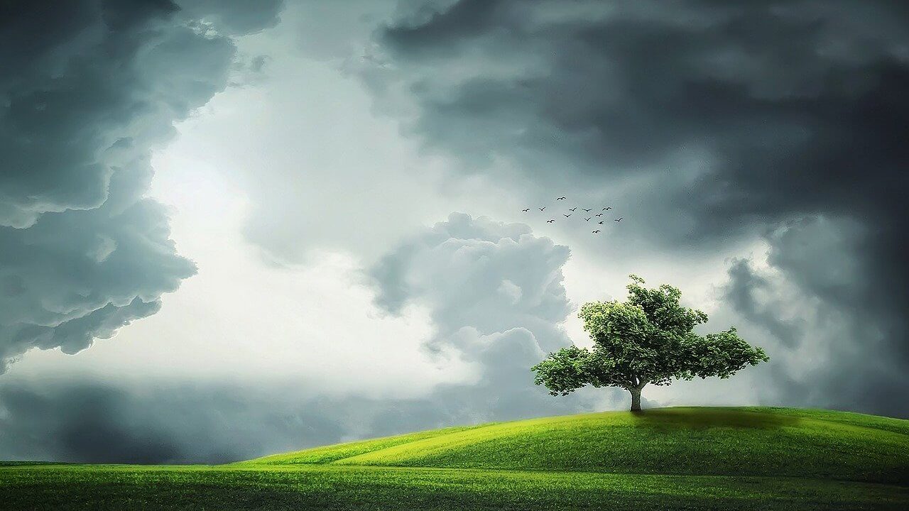 0720tree-832079_1280