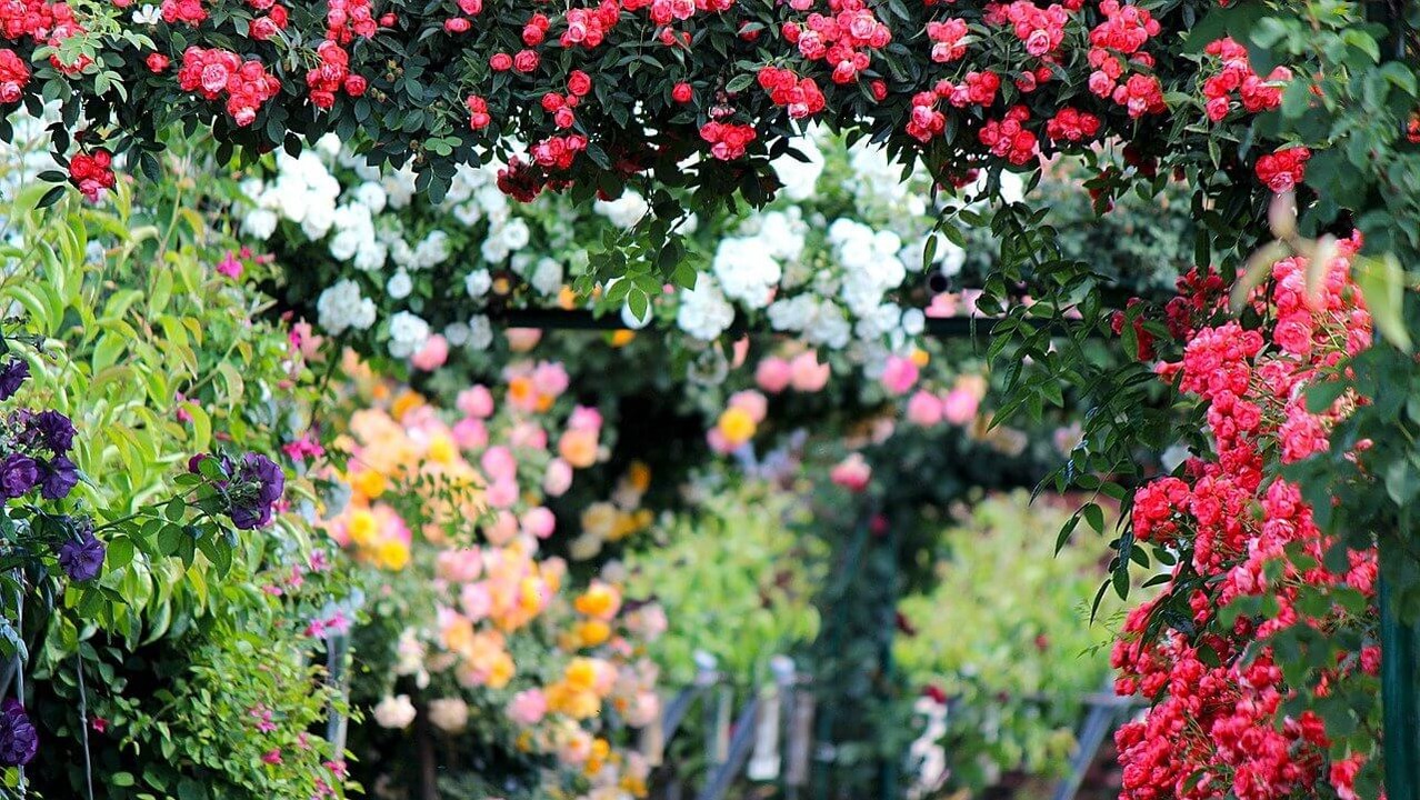 1019rose-2721846_1280