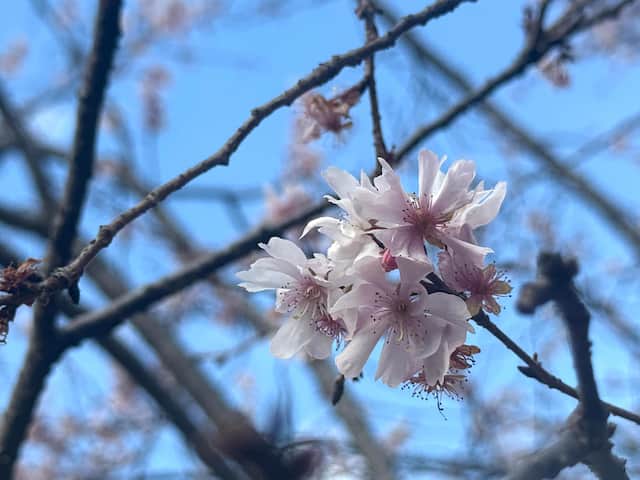 ���奦���ĥ�����