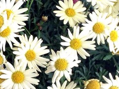 ǭ�μ��ڤꤿ����