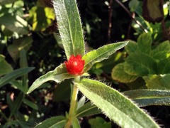 �ޤ�������ʷ��ǲ�褹��ʤ�ơݤ��Σ�