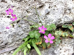 ����ä����ݤ��ʤȻפ����Ȥ���