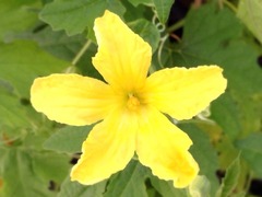 �ռ����Ѥ��ȶⱿ���夬��