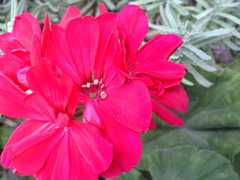 �Ĥ��˥�����������