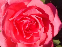 ï���դ��礦����