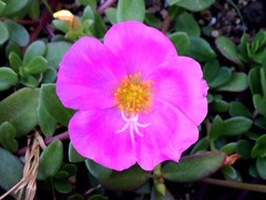 �����ή����Ѥ��Ƥߤ�