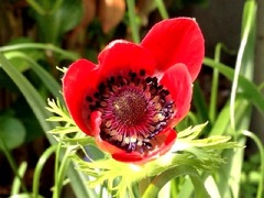 ���ӹ��󤸤㤨