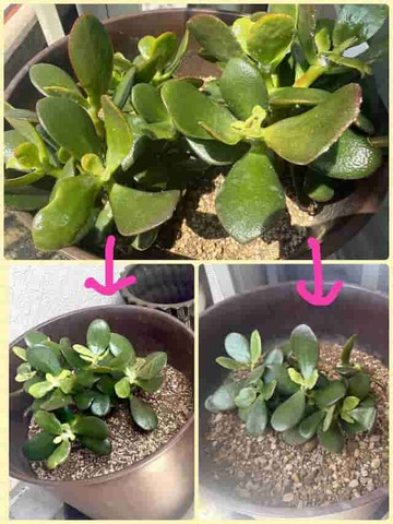 ��Ȥ���ä���פ�̲��ä�