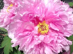 �����Τ��Ф�륽�եȤʻܽ�