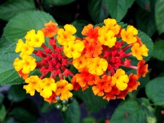 ��Τ�餤�θ�̾