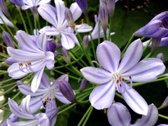 �������塼�뤬�ɤ�ɤ���ޤ�