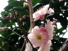 �����ϼ�ʬ����¤����