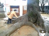 大きな木