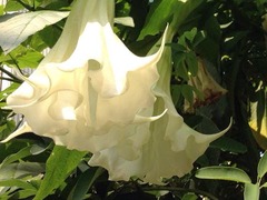 MRI�ߥ塼���å����äƤߤ���