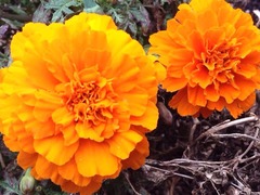 �Υ����Ȥ��襤