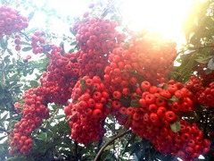 �ⵤ���Ƥߤ�ʬ���뤳��