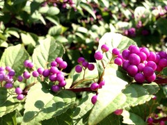 ��ǯ�����¸Ψ����