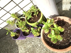 �������꤬���