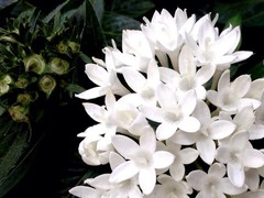 �Τ˥᥹�������