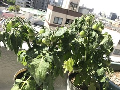 ��ʪ���Ƥ�ڤ���