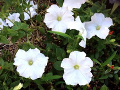 �إɥ�����