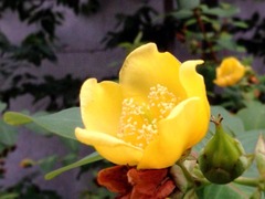 ���٤ʤ��Ȥ˴ޤޤ�Ƥ�����