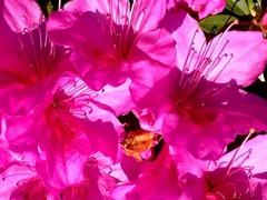 ���μ��Ť�����ä�