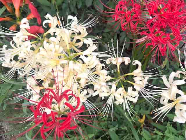 ���Ĥ�Ȱ㤦���˷�