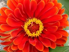 �������ΤϷҤ��äƤ���