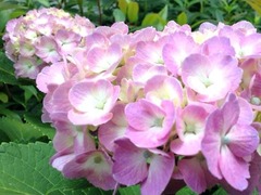 �ɤ��˽��椹�뤫