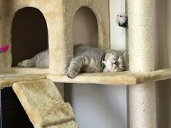 ǭ��������