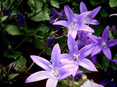 �ͥ��ƥ��֤��餱��ʡ�