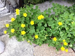 ���ꡦ���ꡦ����