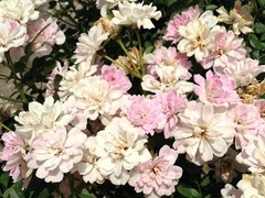 �ã�ư����