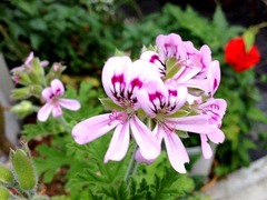 �Τ��餻��