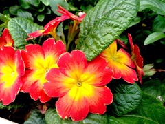 �䤬���Ƥ����Ż�