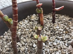 ���᤺�����������Ƥ�����