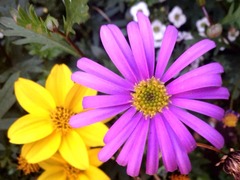 ���ؤ��Ѥ��ȱ������Ѥ��