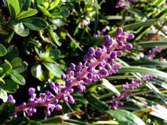 ���������ơ�������