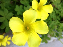 ���λҤ��鶵������ä�����