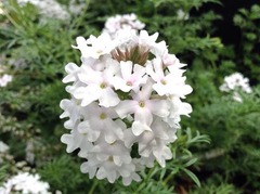 �������Ф����äƤޤ�����