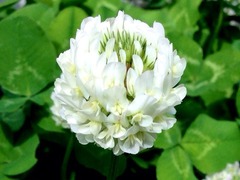 ����䤷�������ۤ�