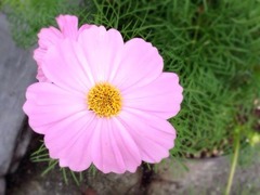 ������ɤ��Ȥ���