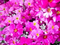 ��������ԡ�