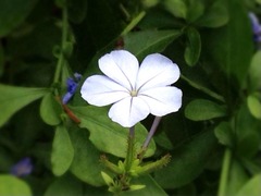 �����ʰ���