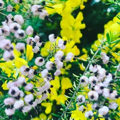 �������ä���Τ�Ȥ���