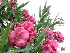 iPad ���ƥʥ�