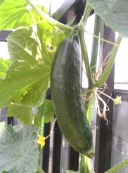 ����ľ���ˤǤ�����