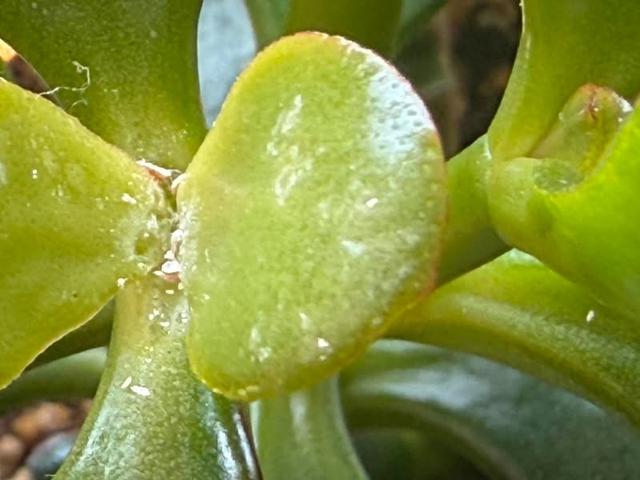 ��Τʤ��ڤ���3